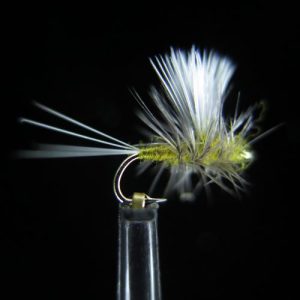 OLIVE THORAX