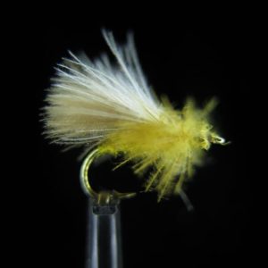 CDC SEDGE OLIVE