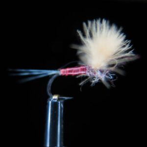 QUILL BODY CDC COMPARADUN MAHOGANY