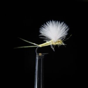 QUILL BODY CDC COMPARADUN PMD