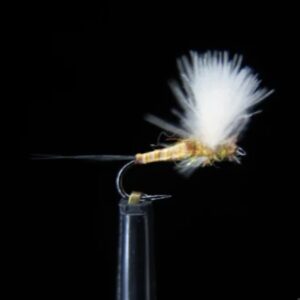 QUILL BODY CDC COMPARADUN SULPHUR