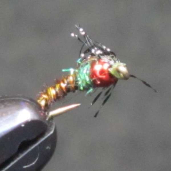 TRINA'S BUBBLEBACK EMERGER BWO 01
