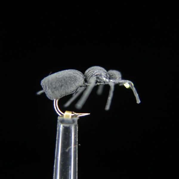 FTW BLACK ANT