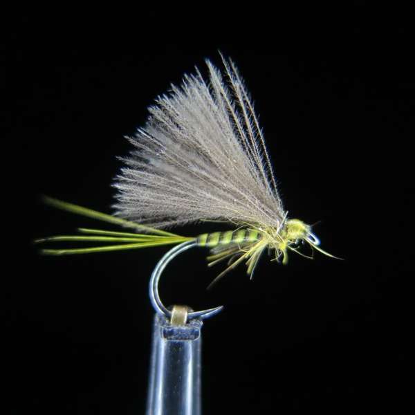 FTW BWO GOLDEN OLIVE
