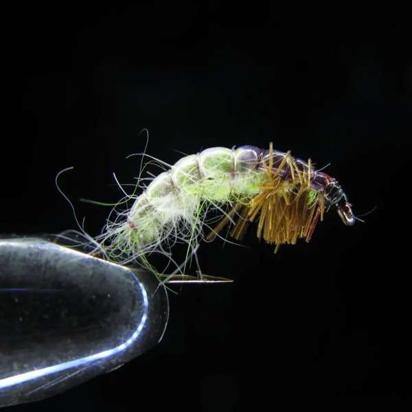 CZECH NYMPH OLIVE