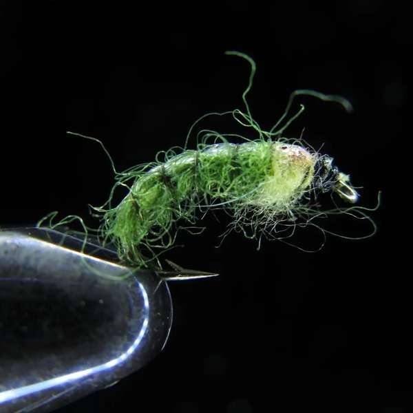 Gammarus 02