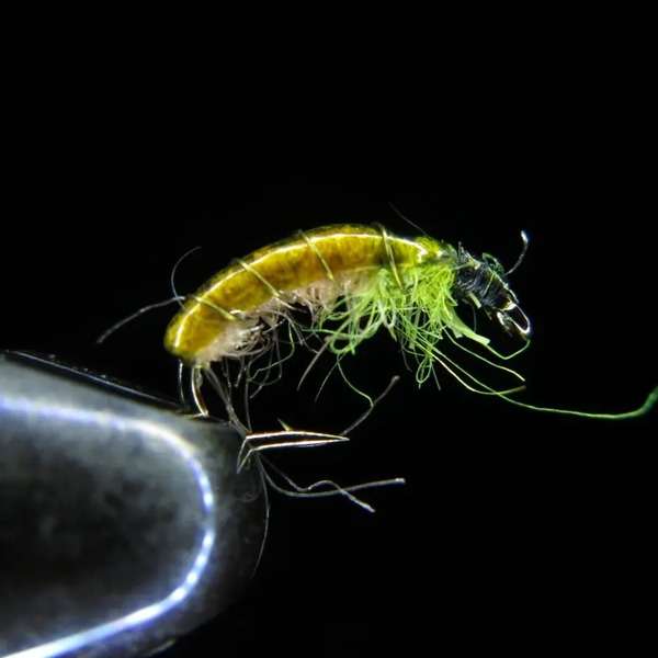 Gammarus 03