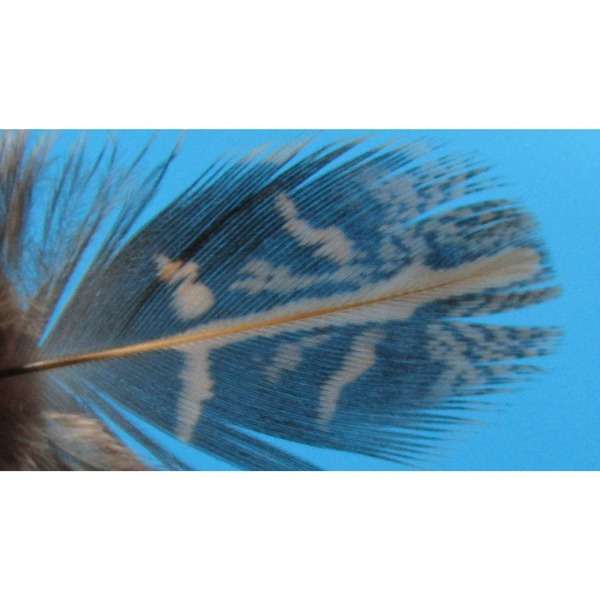 MAGIC QUILLS