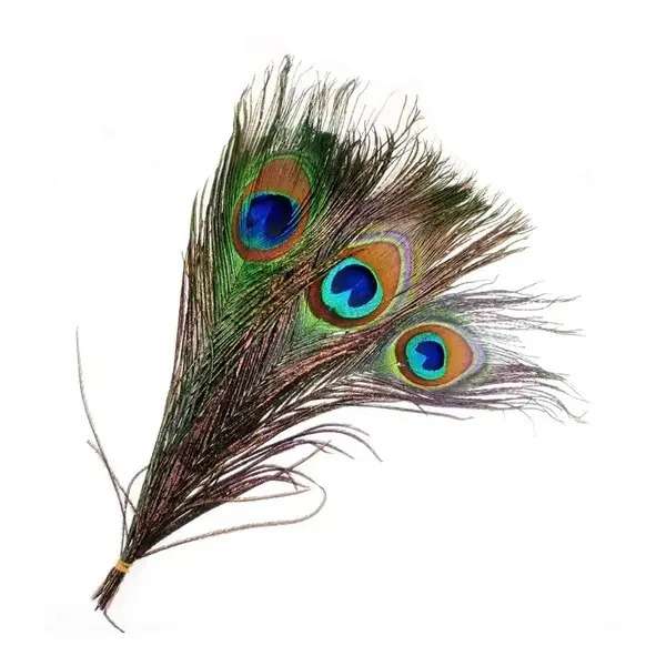 FTW PEACOCK EYE