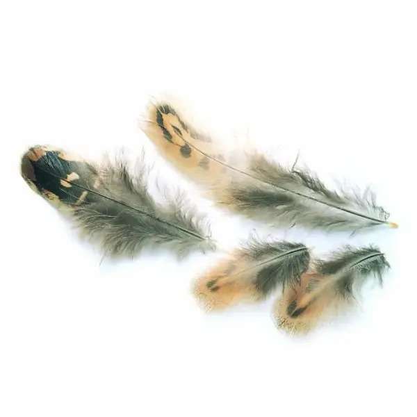 HEN PHEASANT FEATHERS