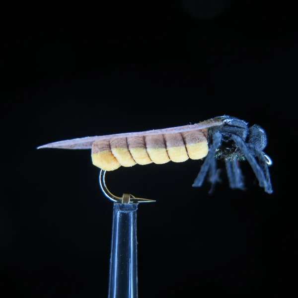 FTW STONE FLY