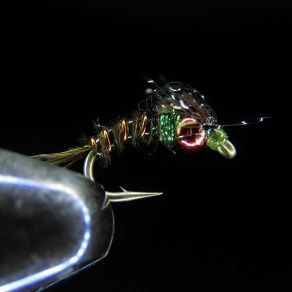 TRINA'S BUBBLEBACK EMERGER BWO 01