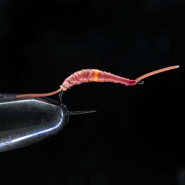RED WORM
