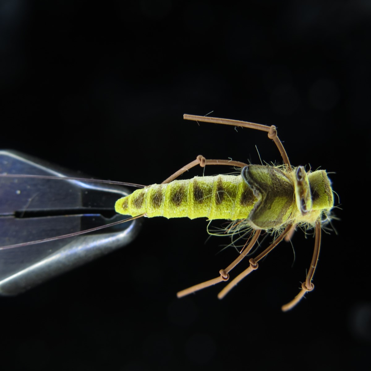 FTW BIG NYMPH 04