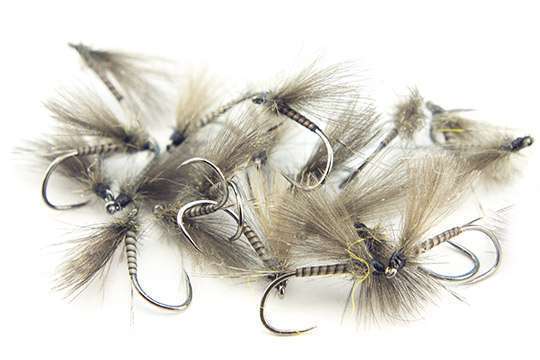 STRIPPED PEACOCK