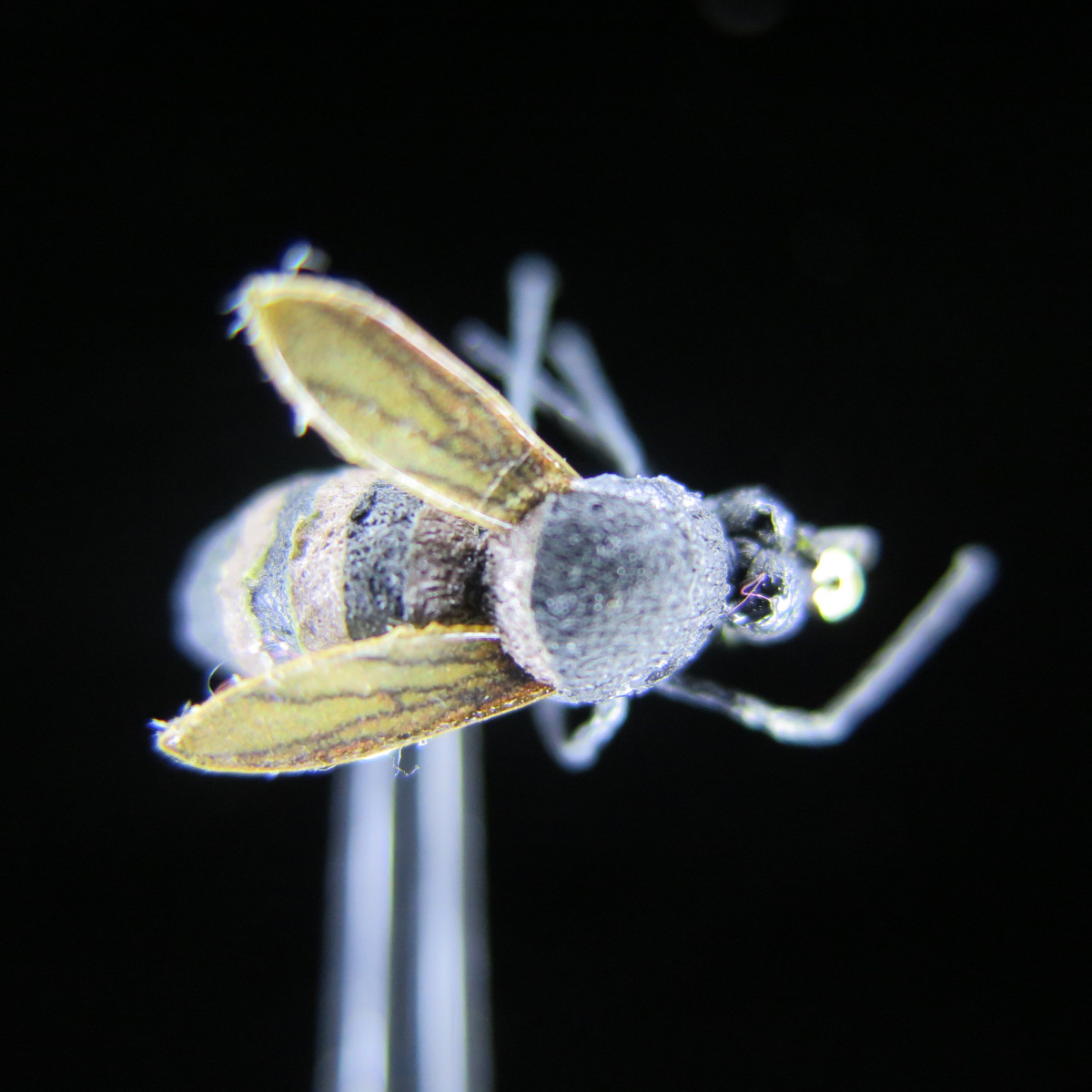 FTW HONEY BEE