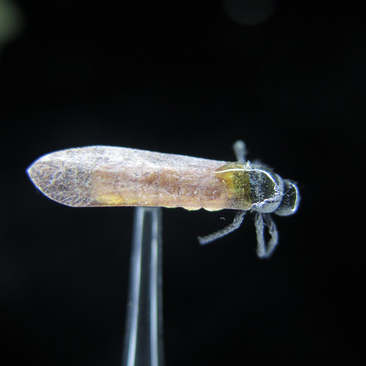 FTW STONE FLY